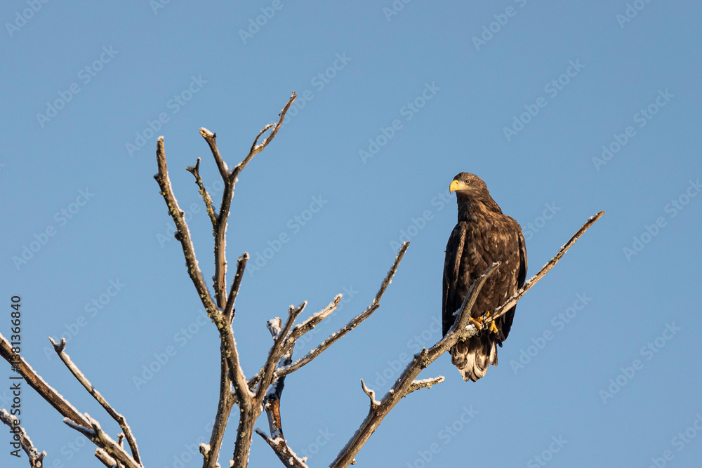 White-tailed eagle sits on a tree against the sky