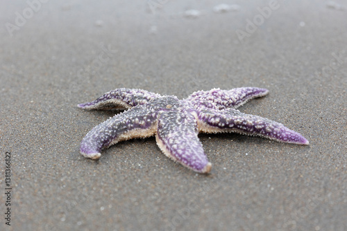 Amur starfish washed up on the sand by a storm. Kunashir. Southern Kuril Islands. Russia