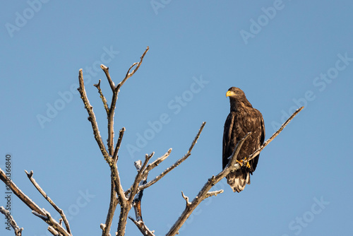 Obraz na płótnie White-tailed eagle sits on a tree against the sky w salonie