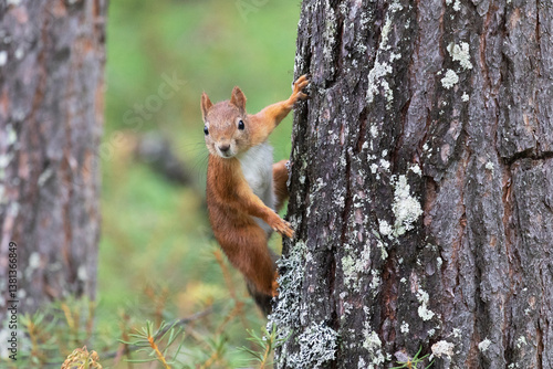 Obraz na płótnie A squirrel sits on a tree trunk and looks at the viewer w salonie