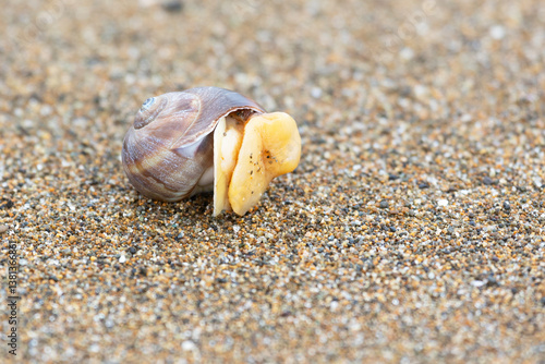 Obraz na płótnie A shell lies on the sea sand close-up w salonie