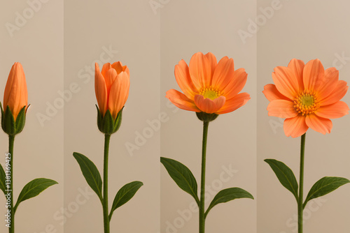 Wallpaper Mural Timelapse of orange flower blooming, from bud to full bloom, nature's transformation Torontodigital.ca