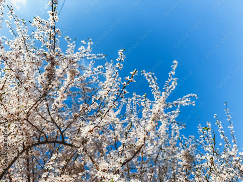 White Blossoming Tree Against Blue Sky – Spring Awakening and Nature’s Beauty White Blossoming Tree Against Blue Sky – Spring Awakening and Nature’s Beauty