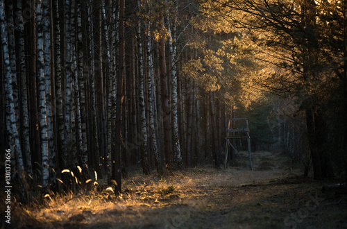 Fototapeta Naklejka Na Ścianę i Meble -  Leśna droga w pięknym świetle zachodzącego słońca