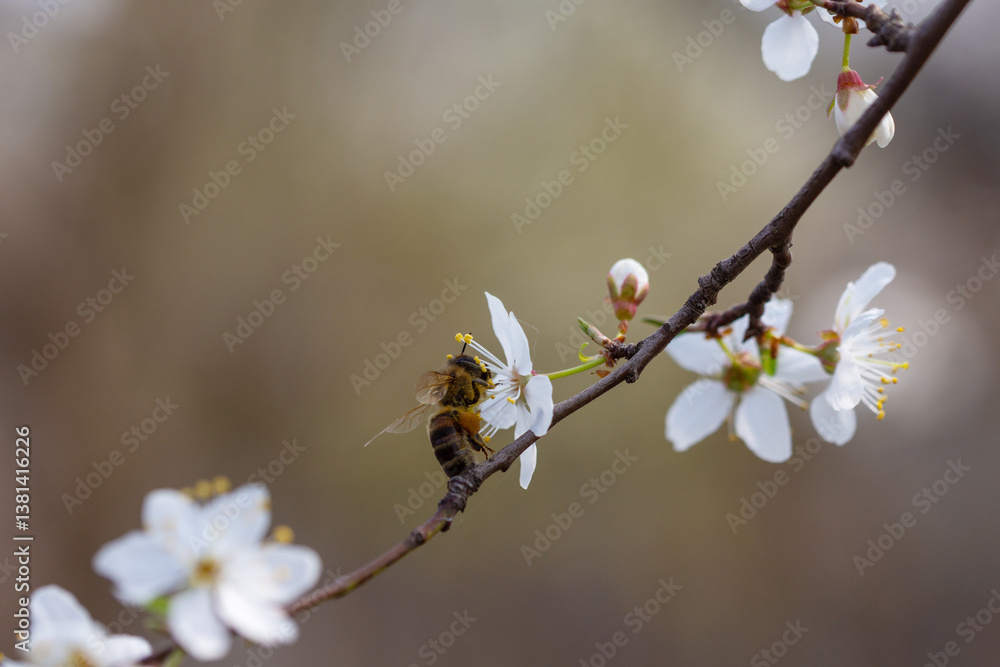 A bee collects nectar on a flowering branch of cherry plum. A bee collects nectar on a flowering branch of cherry plum.