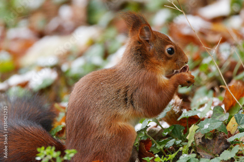 Ecureuil roux mangeant une noisette sur fond de paysage d'automne avec un peu de neige.