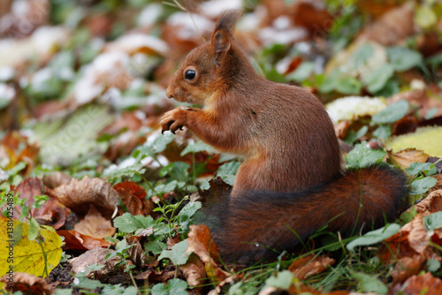 Ecureuil roux mangeant une noisette sur fond de paysage d'automne avec un peu de neige.