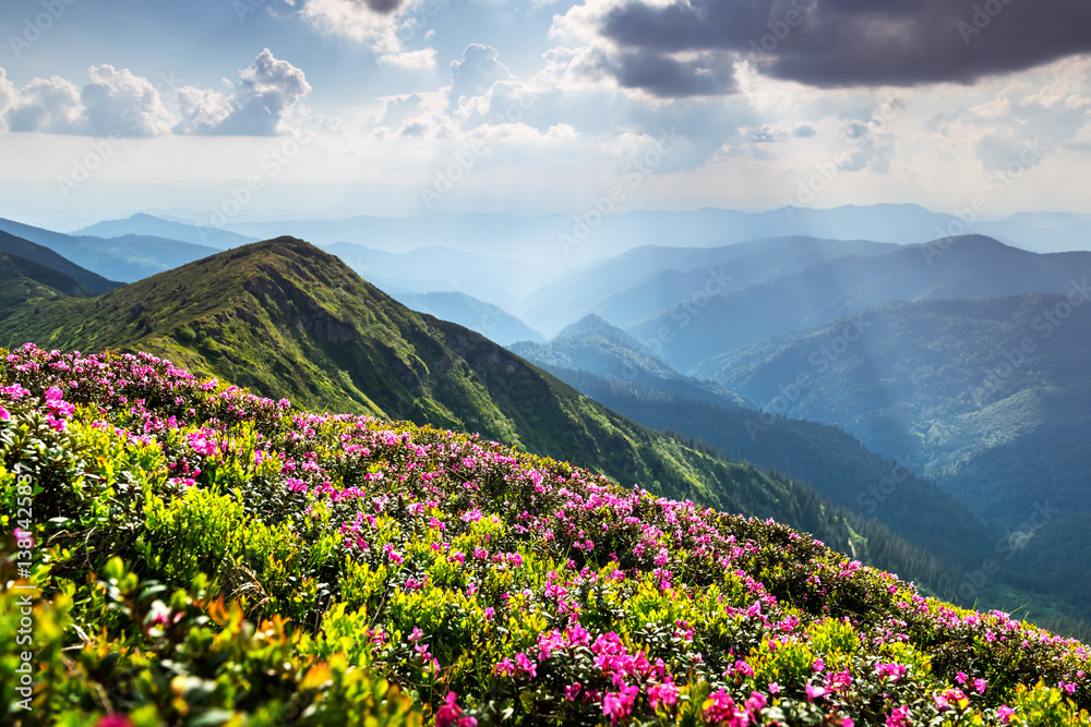 Fototapeta premium Spring mountain scenery with rolling green hills and bright pink rhododendrons in full bloom. Breathtaking nature view