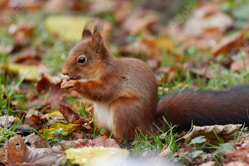 Ecureuil roux mangeant une noisette sur fond de paysage d'automne.