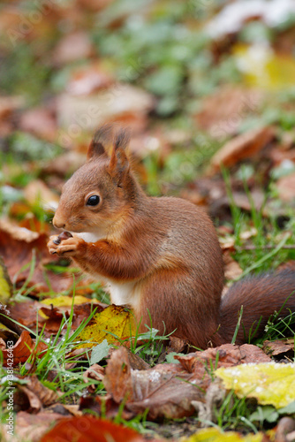 Ecureuil roux mangeant une noisette sur fond de paysage d'automne.