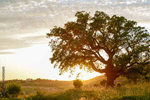 Beautiful rural portuguese landscape at Costa Vicentina with old Cork oak tree (Quercus suber) in evening sun, Alentejo Portugal Europe