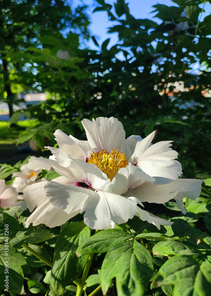 White tree peony flower. Blooming Tree peony flower with large white petals, yellow stamens and green leaves on a sunny day. Spring flowers blooming. Floriculture. Flowerbed in bloom. White tree peony flower. Blooming Tree peony flower with large white petals, yellow stamens and green leaves on a sunny day. Spring flowers blooming. Floriculture. Flowerbed in bloom.