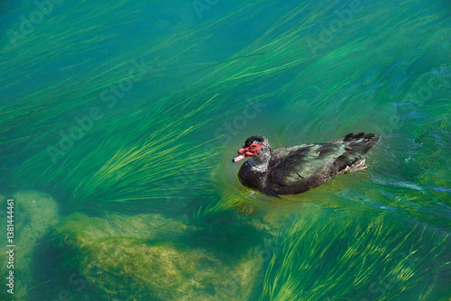 Muscovy duck in crystal clear water