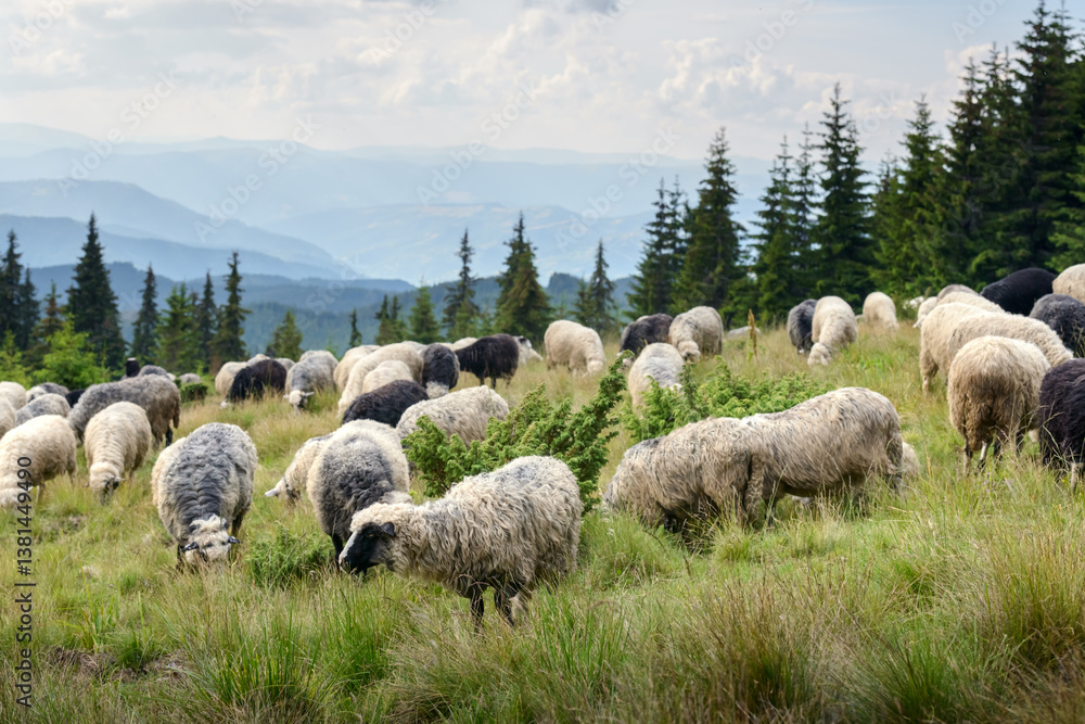 Fototapeta premium Herd of sheep on green pasture in summer mountains. Landscape photography