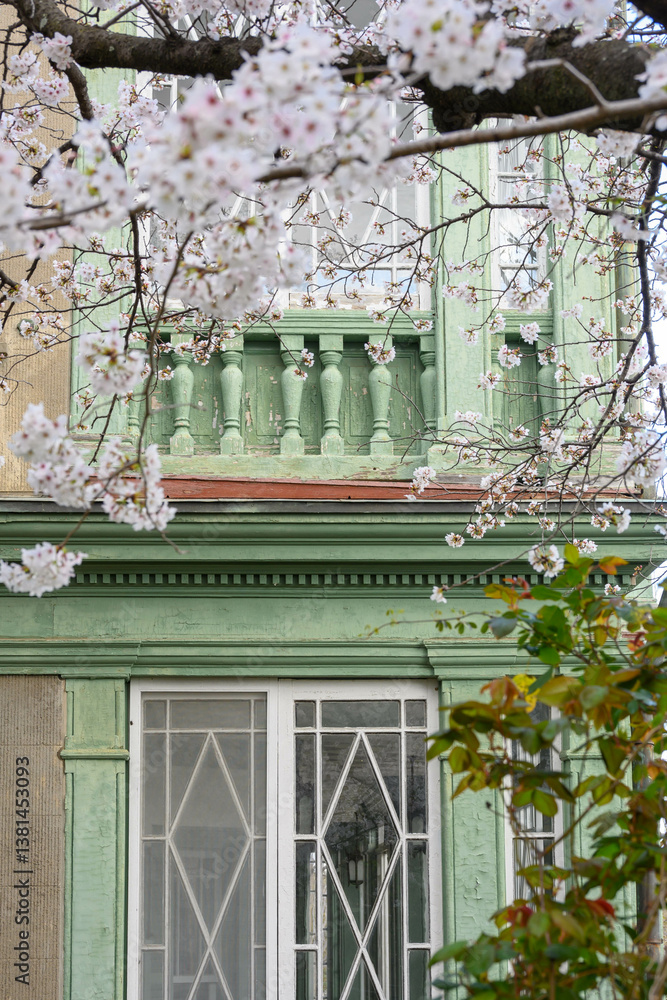Fototapeta premium 神戸の歴史的建造物の洋館と桜