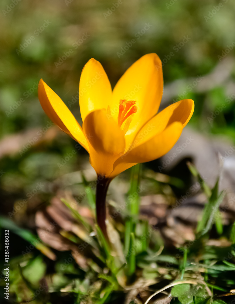 Fototapeta premium photos of wildflowers, yellow Crocus