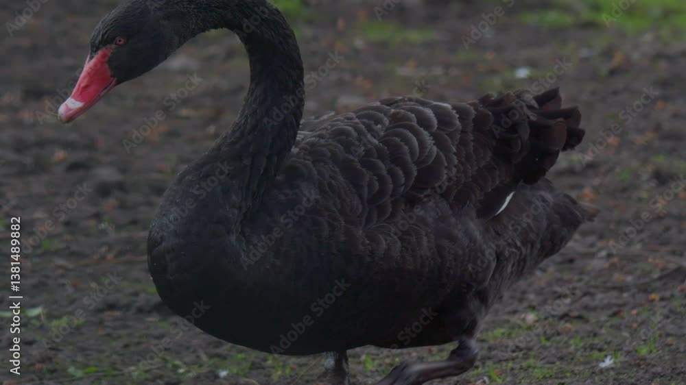 Witness the Majestic Black Swan gracefully moving in its Natural Habitat by the serene lake Witness the Majestic Black Swan gracefully moving in its Natural Habitat by the serene lake