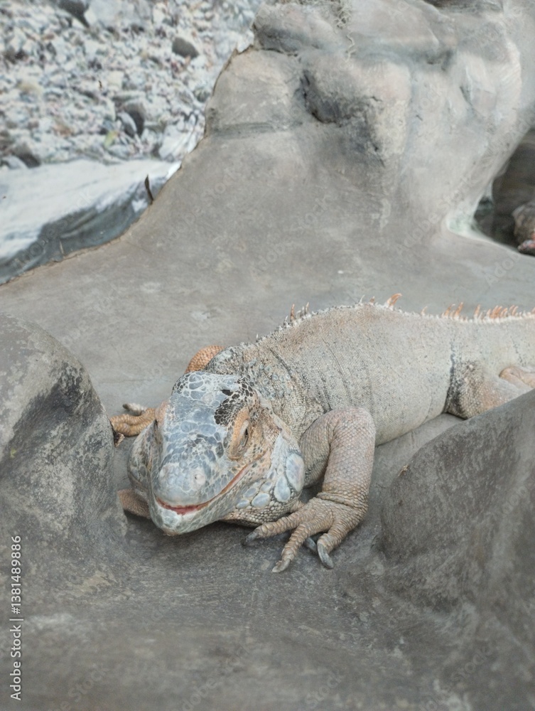 big iguana, reptile terrarium, zoo