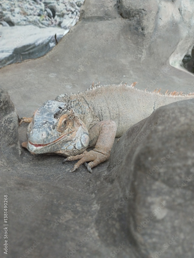big iguana, reptile terrarium, zoo