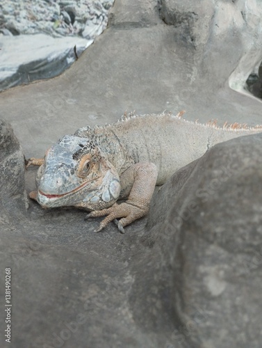 Obraz na płótnie big iguana, reptile terrarium, zoo w salonie