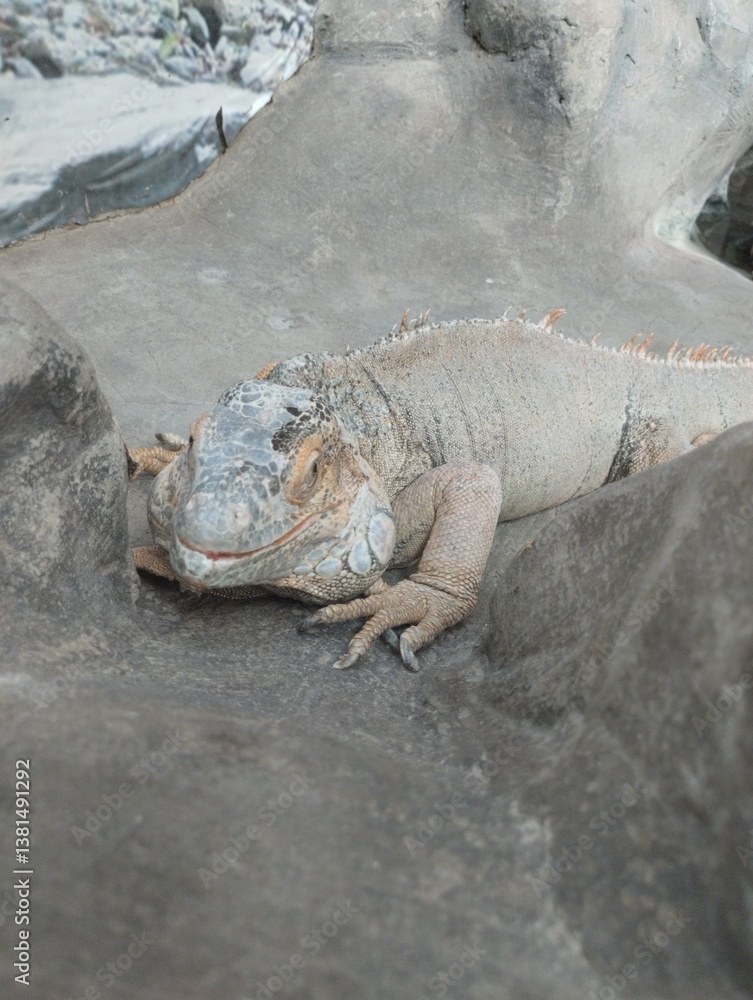 big iguana, reptile terrarium, zoo