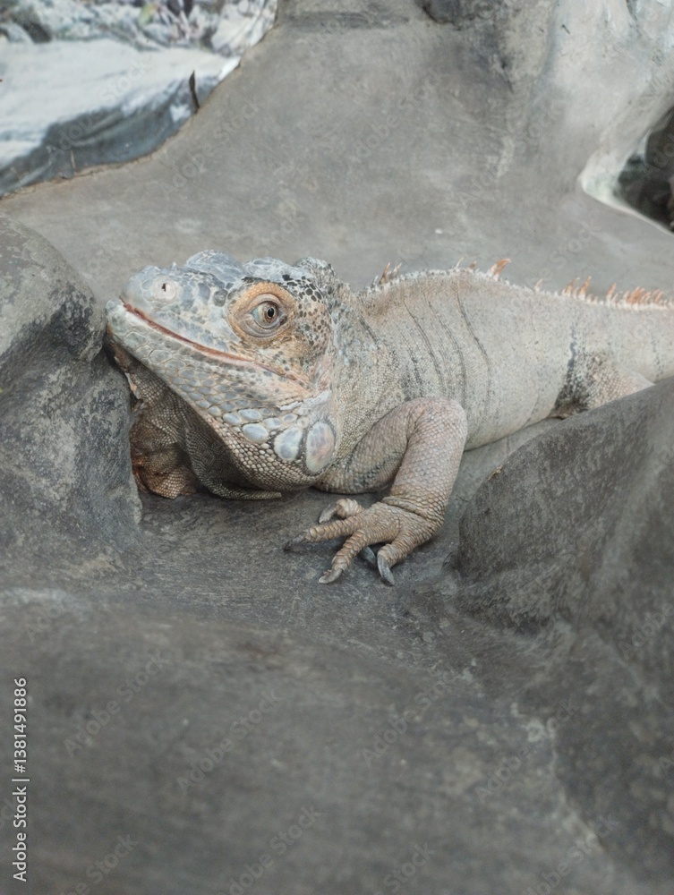 big iguana, reptile terrarium, zoo