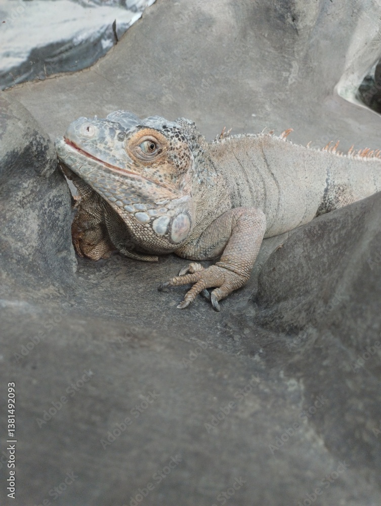 big iguana, reptile terrarium, zoo