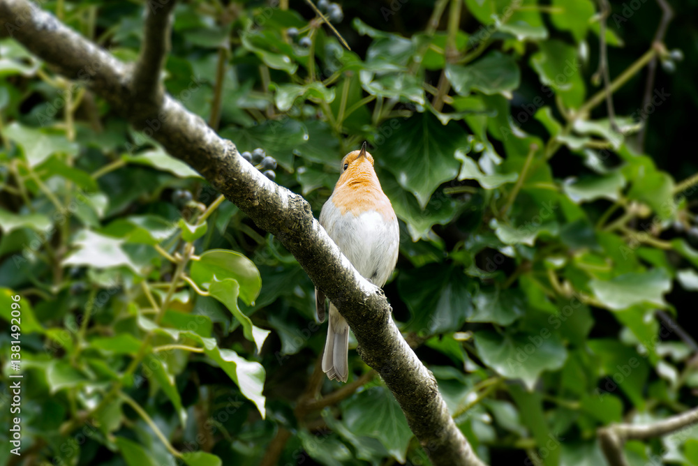 European robin (Erithacus rubecula) sitting on a tree branch in Zurich, Switzerland European robin (Erithacus rubecula) sitting on a tree branch in Zurich, Switzerland