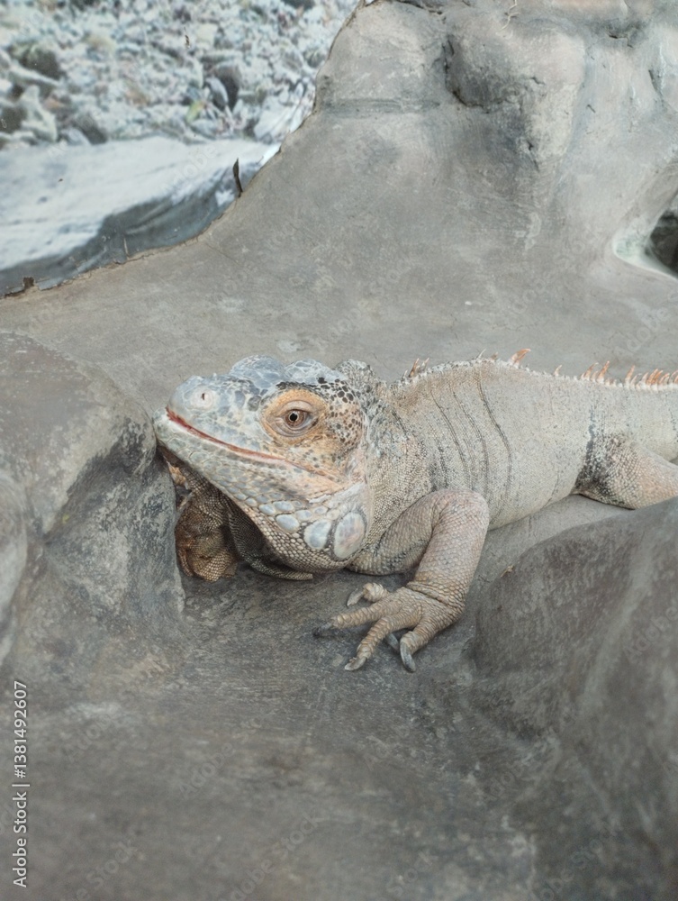 big iguana, reptile terrarium, zoo