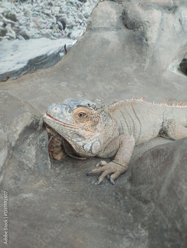Obraz na płótnie big iguana, reptile terrarium, zoo
w salonie