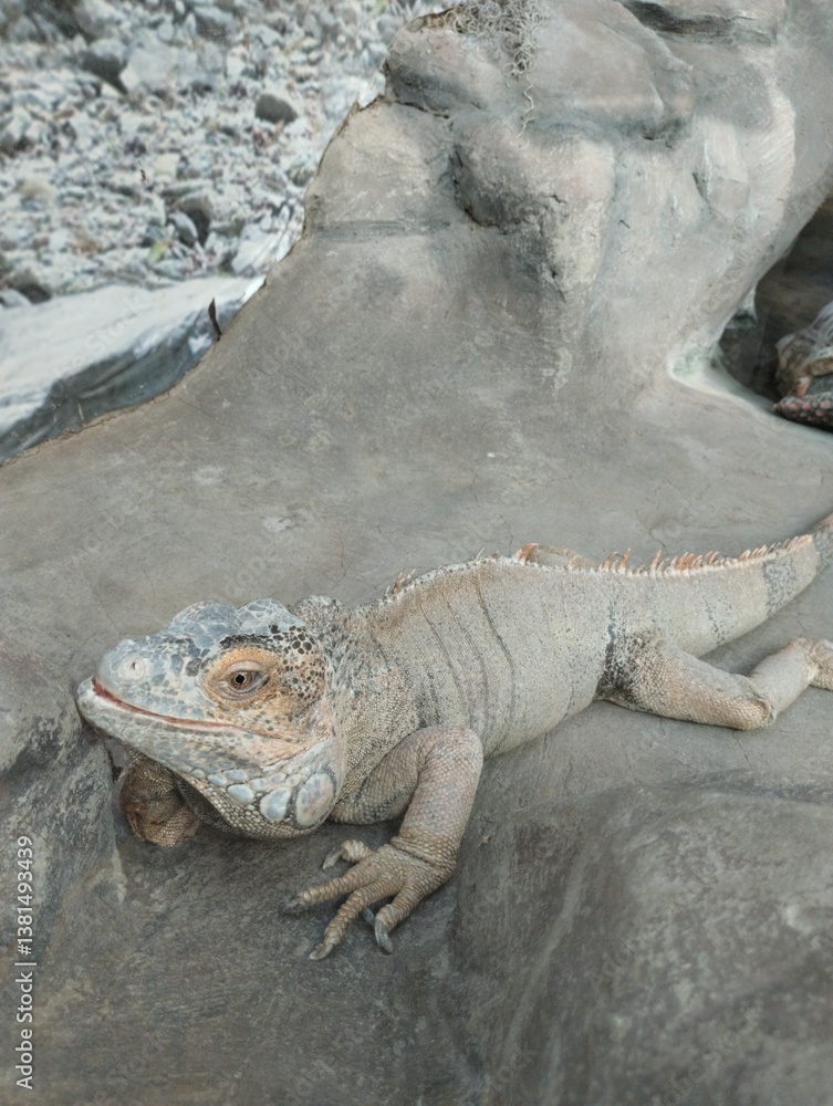 big iguana, reptile terrarium, zoo