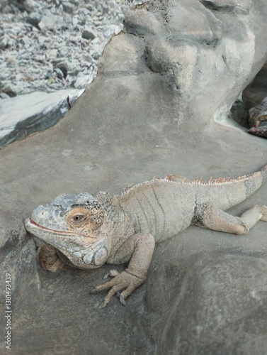 Obraz na płótnie big iguana, reptile terrarium, zoo w salonie