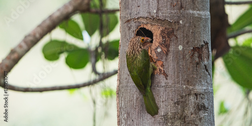 Barbet Bird Perched on Tree...