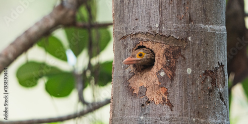 Barbet Bird Perched on Tree...