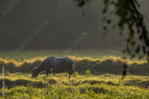 Scene of Water Buffalo in Green Paddy Field, Rural Landscape, Showcasing Agriculture and Farming in Asia, with the Buffalo Grazing by the Water, Representing Traditional Harvest in the Countryside