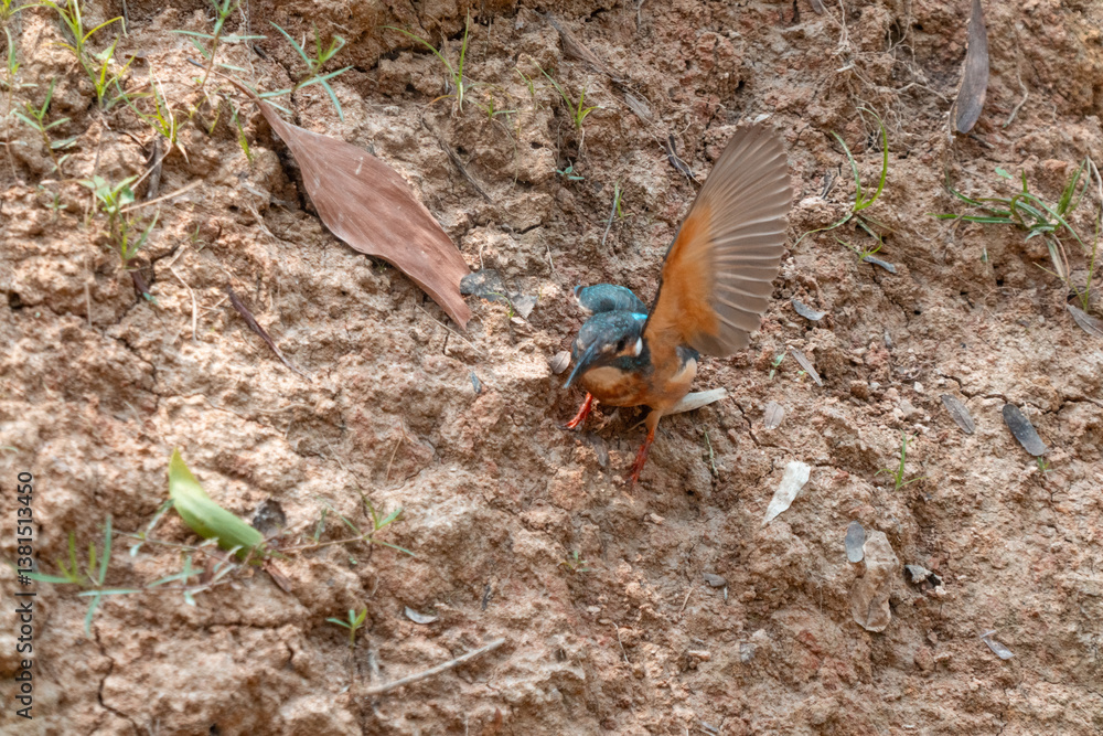 Obraz premium Beautiful Kingfisher in the Wild Colourful Alcedo Atthis Perched on Tree Branch by the River, Vibrant Blue and Orange Feathers, Fly and Catch Fish, Showcasing Nature's Stunning Wildlife and Fauna