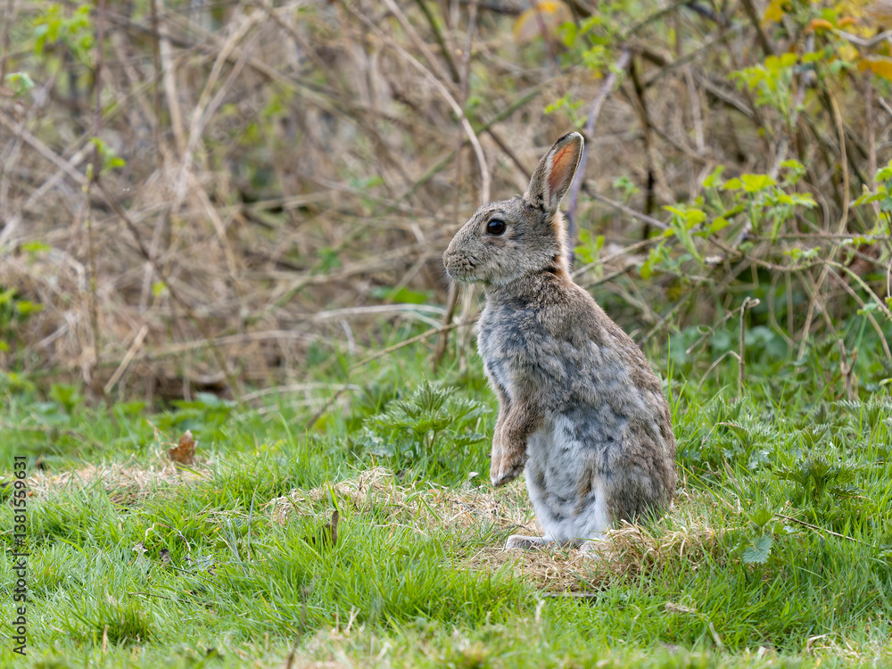 Fototapeta premium European rabbit, Oryctolagus cuniculus