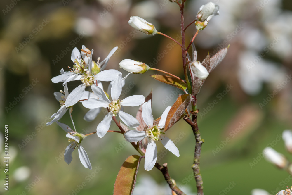 Close up of smooth serviceberry (amelanchier laevis) flowers in bloom Close up of smooth serviceberry (amelanchier laevis) flowers in bloom