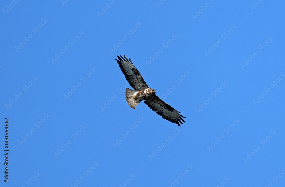 Bussard Bussard