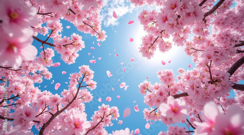 Breathtaking view of pink cherry blossoms against bright blue sky, with petals falling gently