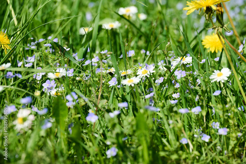 field of camomiles