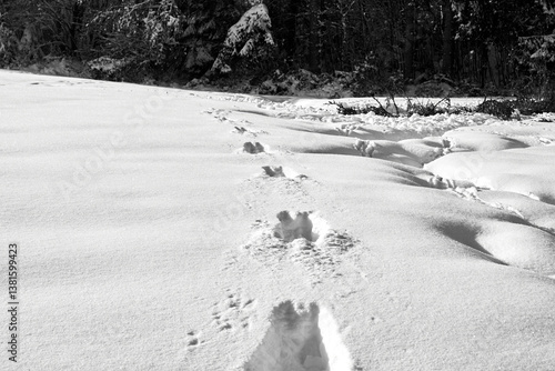 footprints in the snow