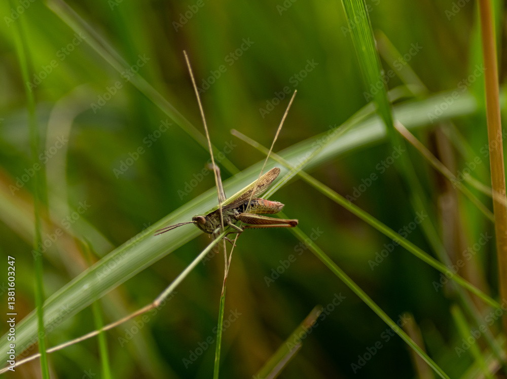 Close-up view of a grasshopper resting on green grass during a sunny day in a natural setting Close-up view of a grasshopper resting on green grass during a sunny day in a natural setting