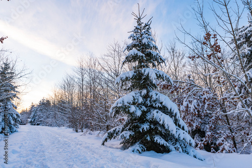 Wallpaper Mural Winter landscape with snow-covered trees and a serene pathway at sunset in a tranquil forest Torontodigital.ca