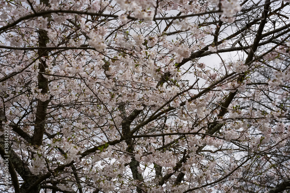 Cherry Blossom Tree in Full Bloom Against Overcast Spring Sky Cherry Blossom Tree in Full Bloom Against Overcast Spring Sky