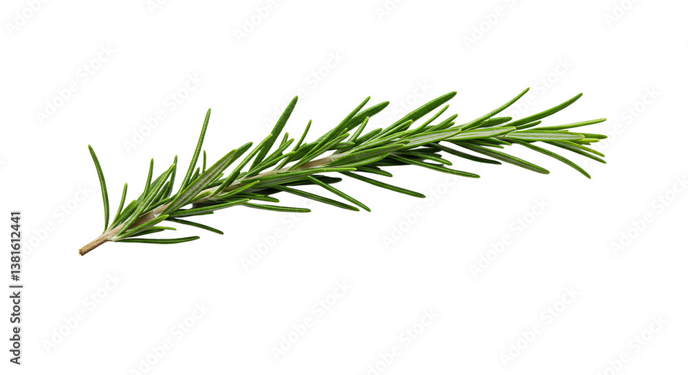 Fototapeta premium Fresh Green Rosemary Sprig Isolated on White Background for Culinary Use