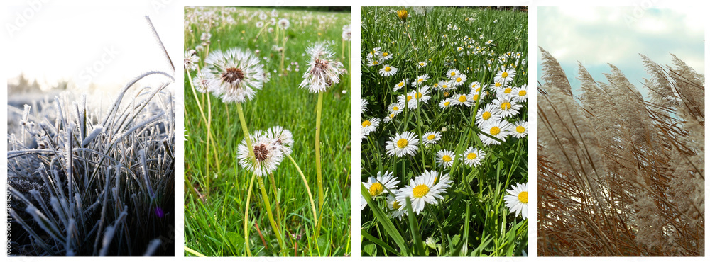 Four seasons of year. Collage with pictures of nature in winter, summer, fall and spring