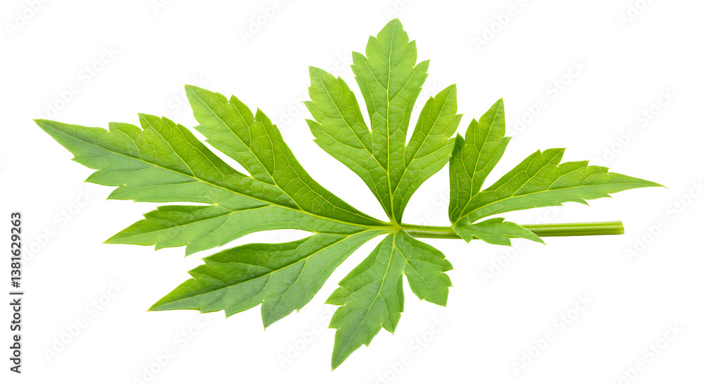 Green Leaf Isolated on White Background Fresh Herbal Element Close-Up Green Leaf Isolated on White Background Fresh Herbal Element Close-Up