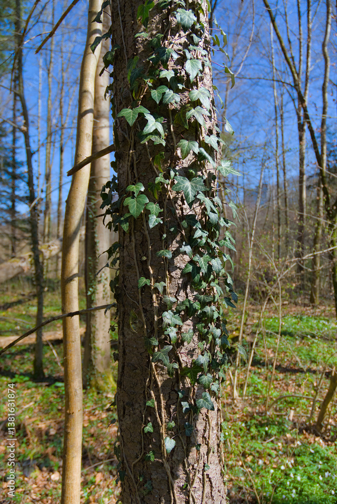 Fototapeta premium A vibrant, earthy scene of a tree trunk wrapped with lush green ivy, blending natural elegance with rustic charm—perfect for bringing outdoor serenity into any space.