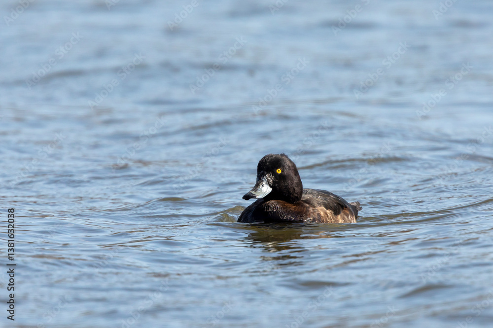 Drake Tufted Duck - Aythya fuligula swimming on a pool. fuligula with a bright yellow eye and iridescent head showing its tuft well while swimming on a wetland pool, in nature habitat, Czech republic